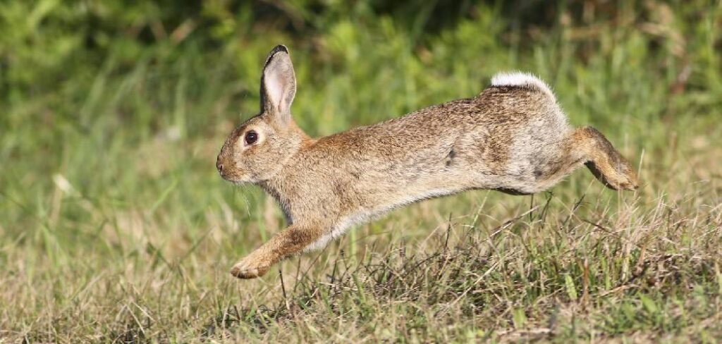 How to Attract Rabbits to Your Yard