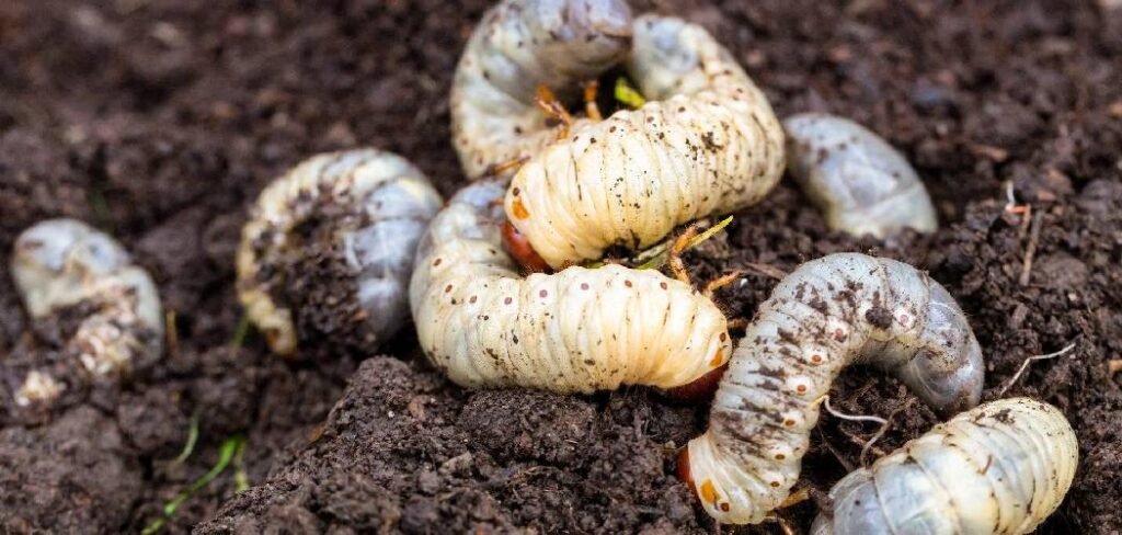 How to Get Rid of Lawn Grubs
