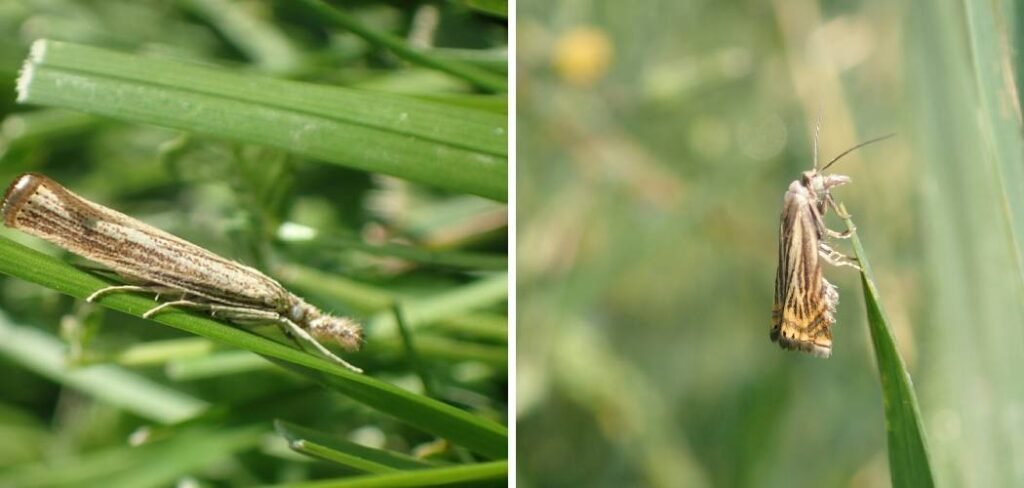 How to Get Rid of Lawn Moths