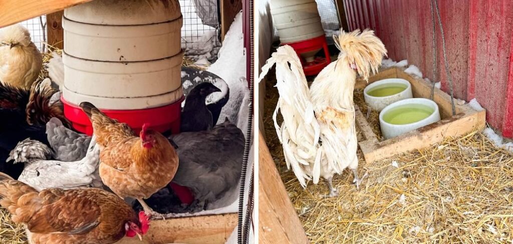How to Keep Water from Freezing for Chickens