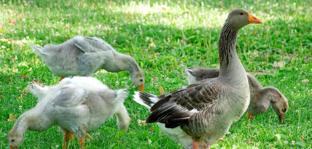 How to Stop Geese From Pooping in Yard