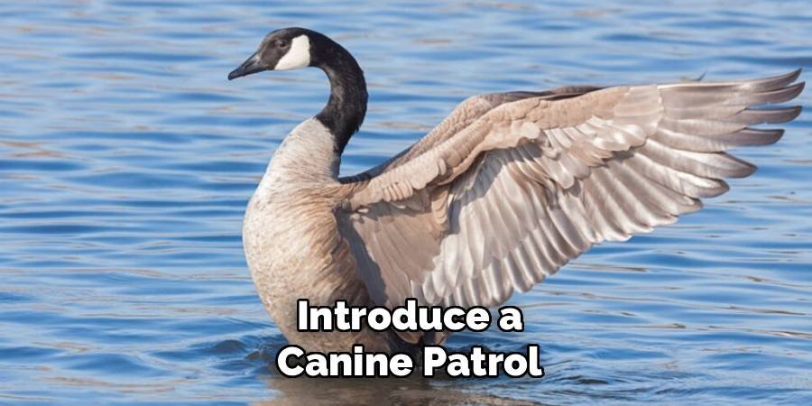 Introduce a Canine Patrol