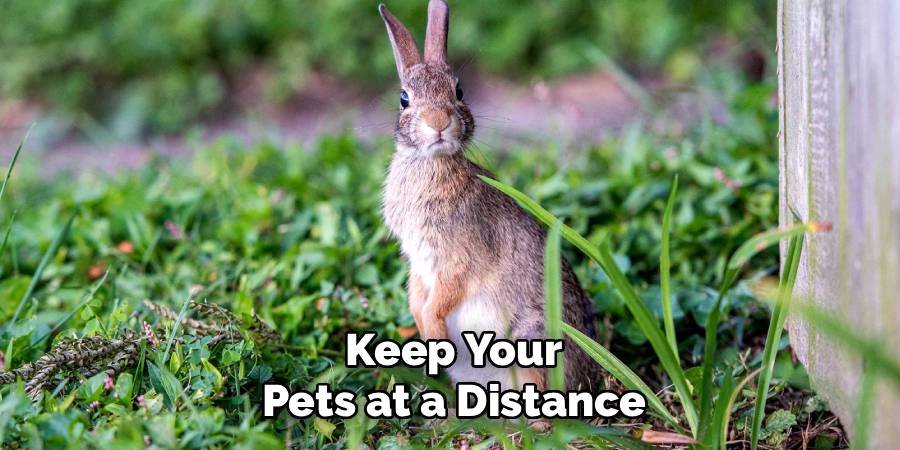 Keep Your Pets at a Distance