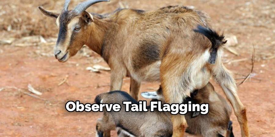 Observe Tail Flagging