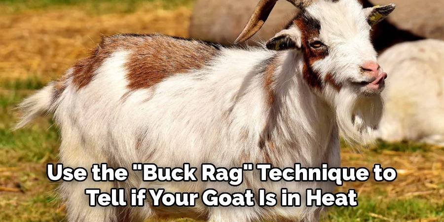 Use the "Buck Rag" Technique to Tell if Your Goat Is in Heat