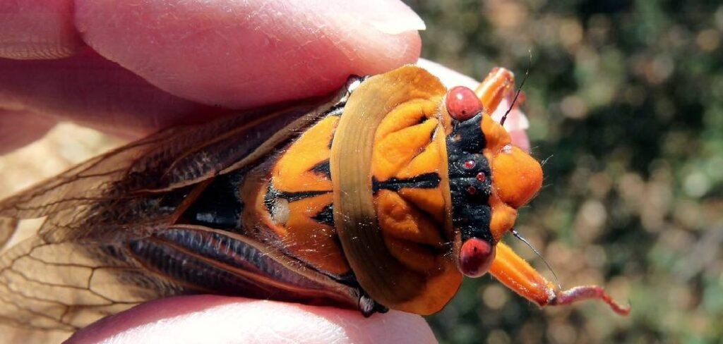 How to Catch Cicadas