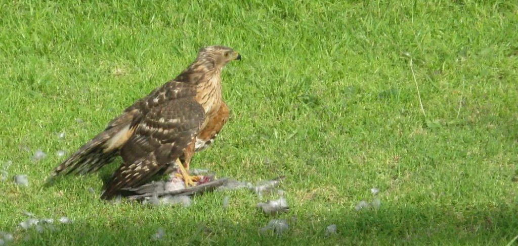 How to Deter Hawks