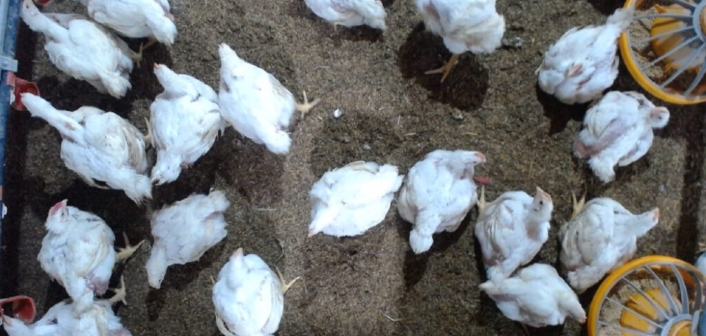 How to Dispose of a Dead Chicken