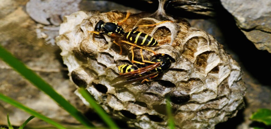 How to Find Hornets Nest