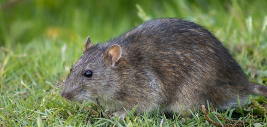 How to Get Rid of Mouse in Backyard