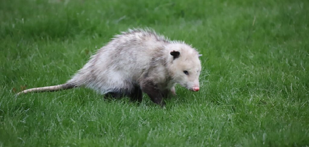 How to Get Rid of Possum in Backyard
