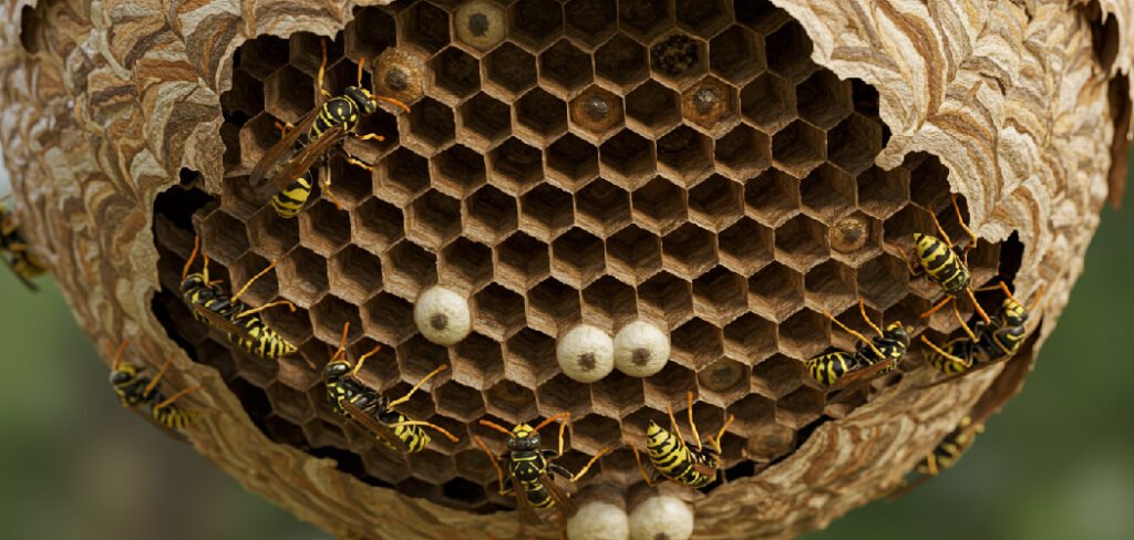 How to Get Rid of Wasps in Backyard