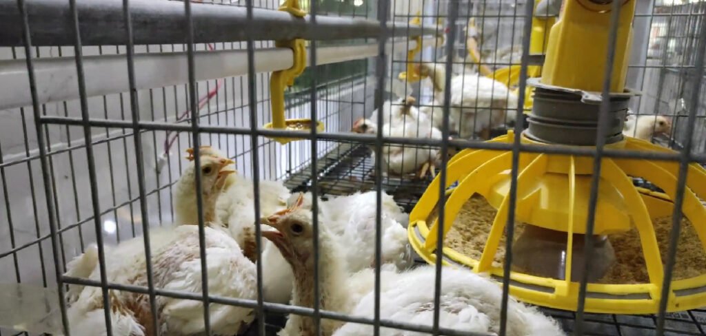 How to Heat a Chicken Coop