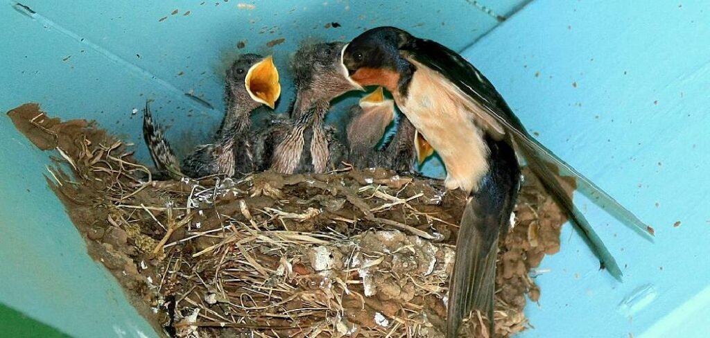 How to Keep Birds Out of a Barn