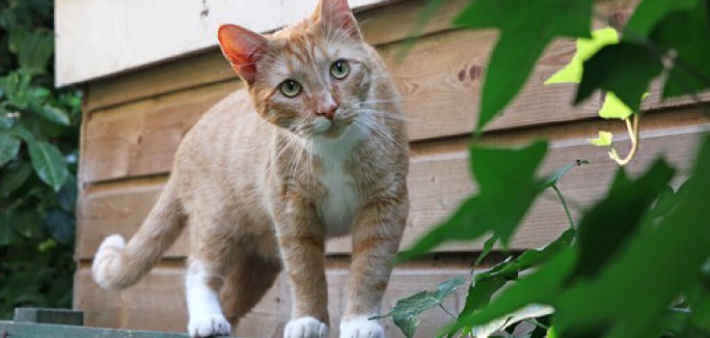 How to Keep Cats Off Porch