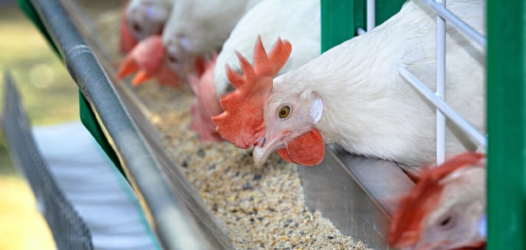 How to Keep Chickens Cool