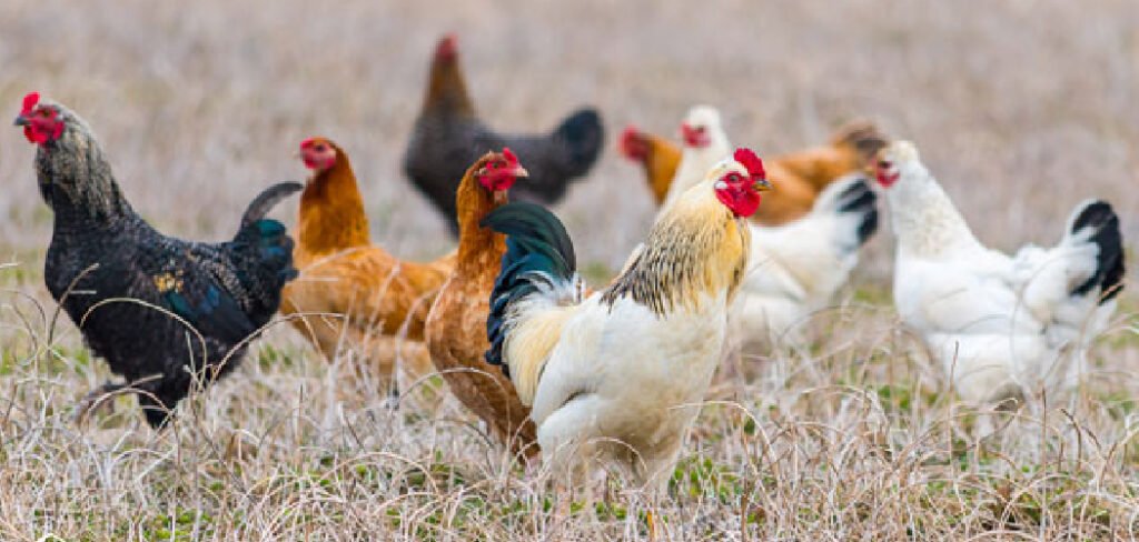 How to Keep Coyotes Away From Chickens