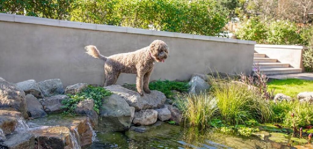 How to Keep Outside Dogs Cool