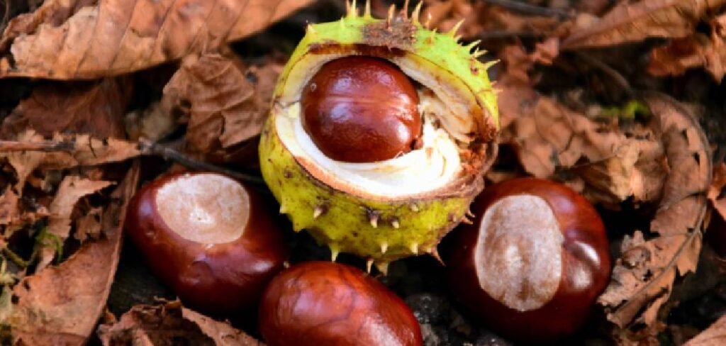 How to Plant Chestnut Seeds