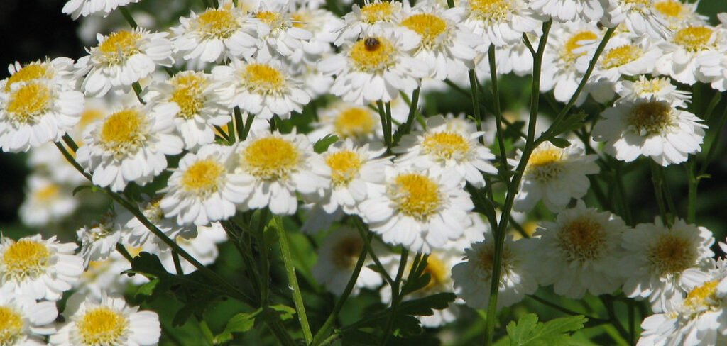 How to Plant Feverfew