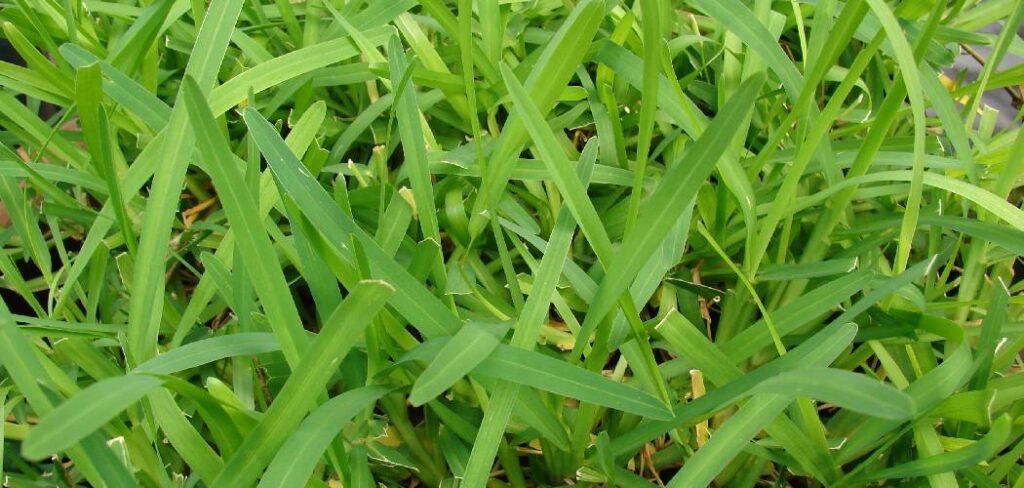 How to Plant St Augustine Sod