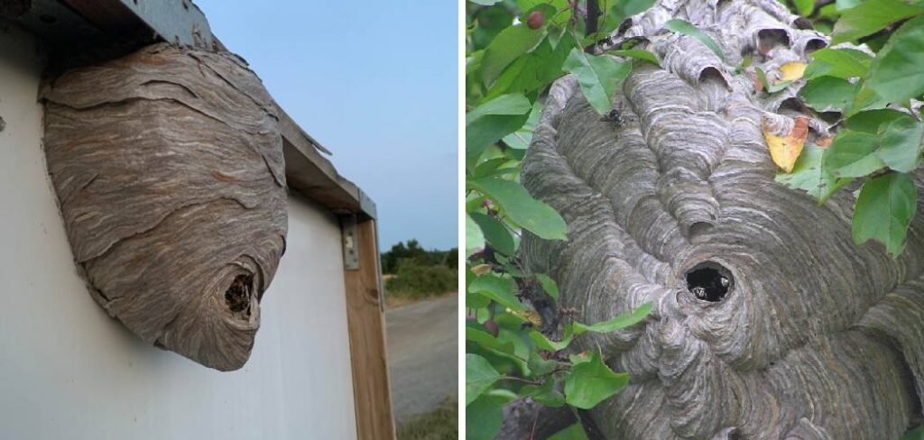 How to Preserve a Hornet Nest