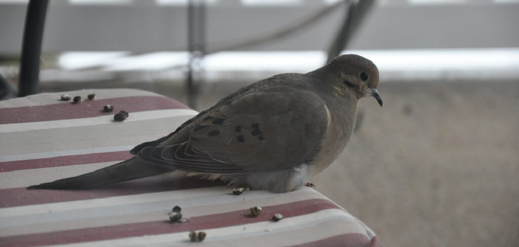 How to Prevent Bird Poop on Patio Furniture