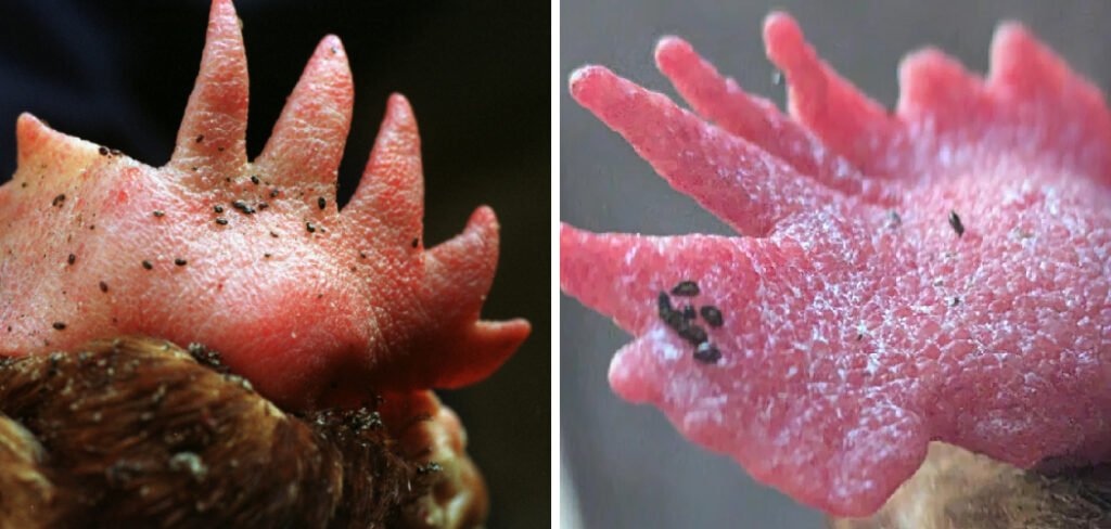 How to Prevent Mites in Chickens