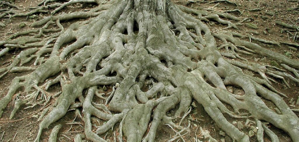 How to Prevent Tree Roots From Growing