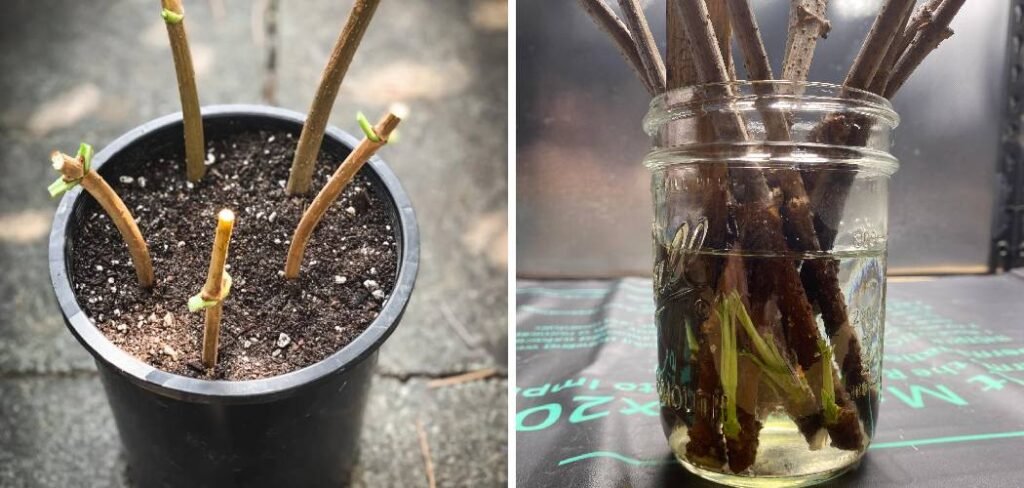 How to Propagate Elderberry Plants