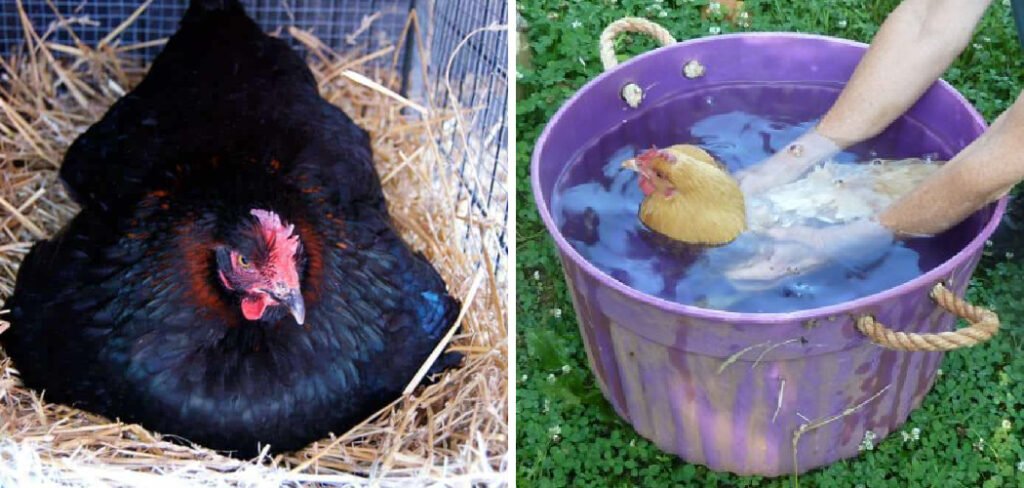 How to Stop Broody Chickens