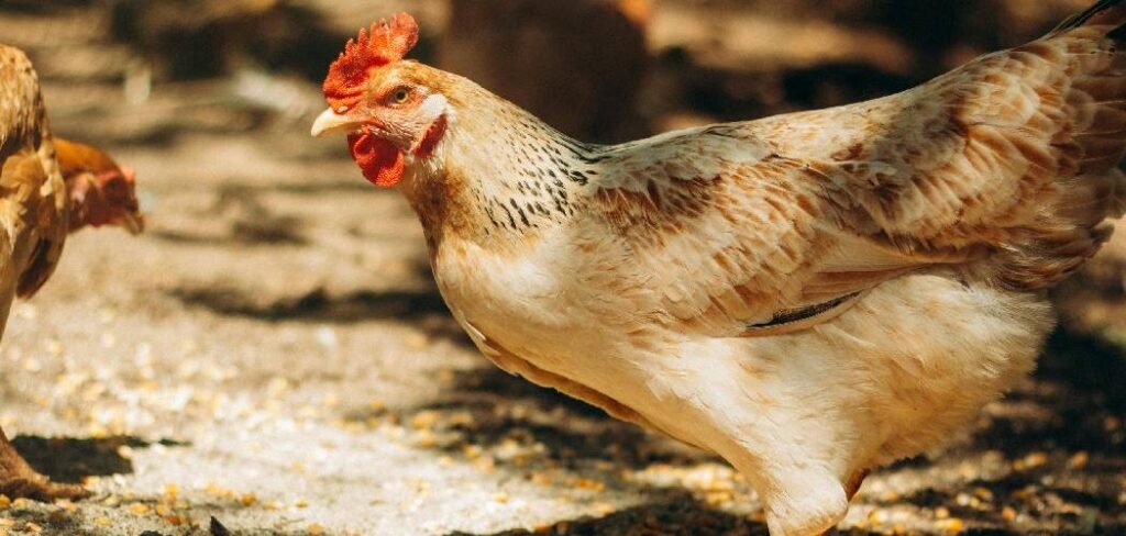How to Stop Chickens From Eating Their Eggs