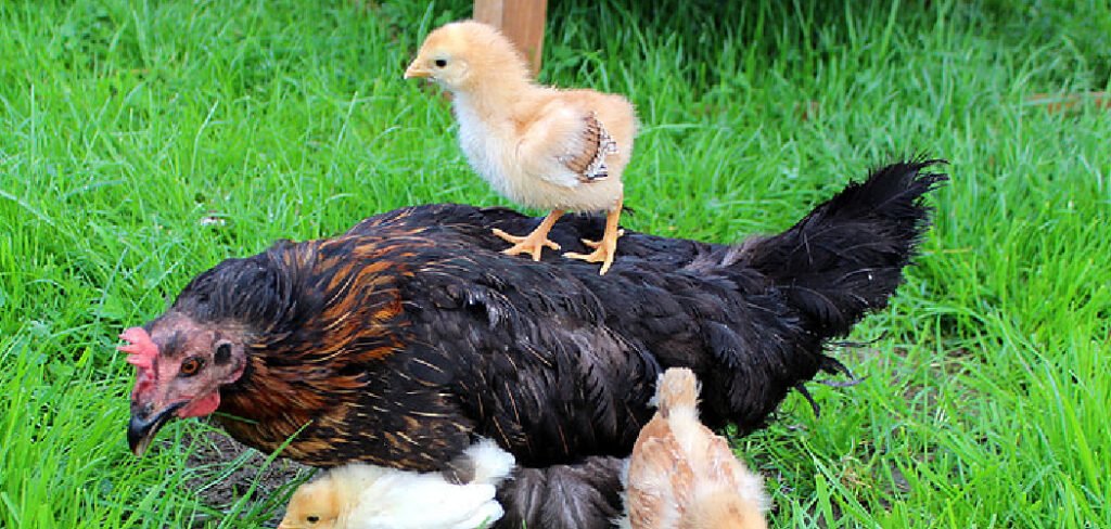 How to Tell a Hen From a Rooster Chick