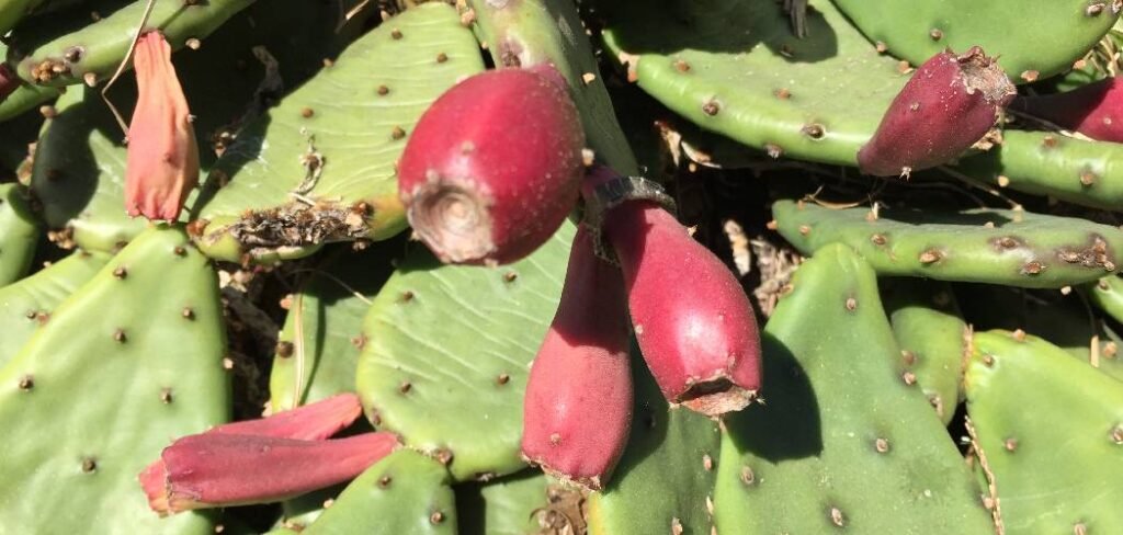 How to Tell if a Prickly Pear Is Ripe