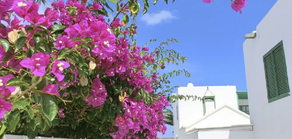 How to Train Bougainvillea