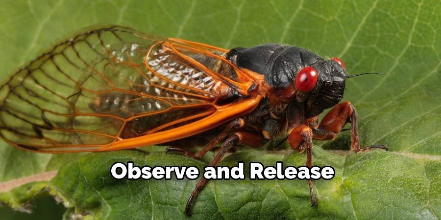Observe and Release