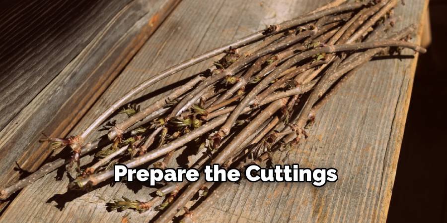 Prepare the Cuttings