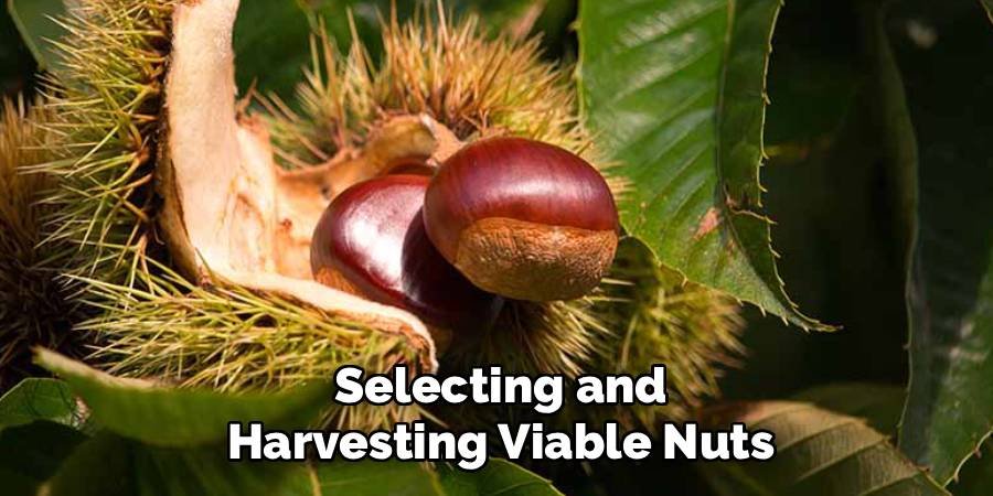 Selecting and Harvesting Viable Nuts