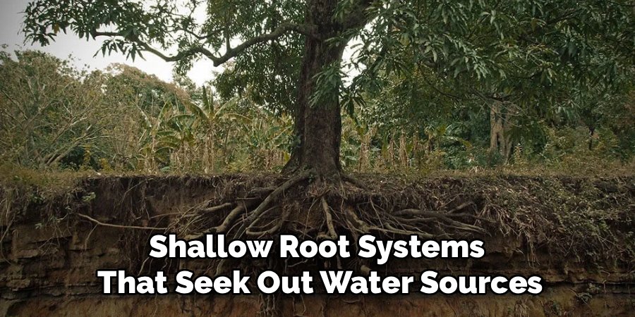 Shallow Root Systems
That Seek Out Water Sources
