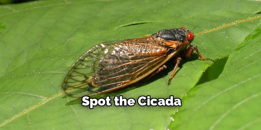 Spot the Cicada