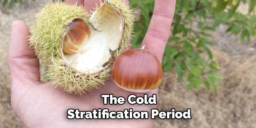 The Cold Stratification Period