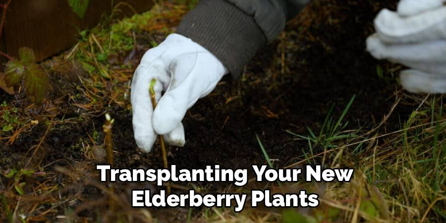 Transplanting Your New Elderberry Plants