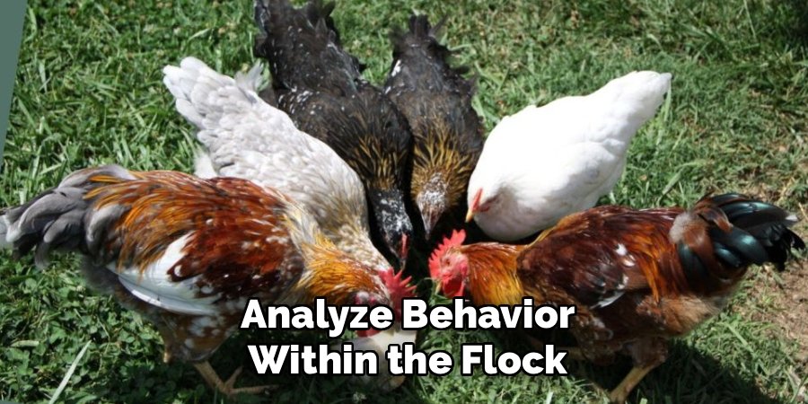 Analyze Behavior Within the Flock