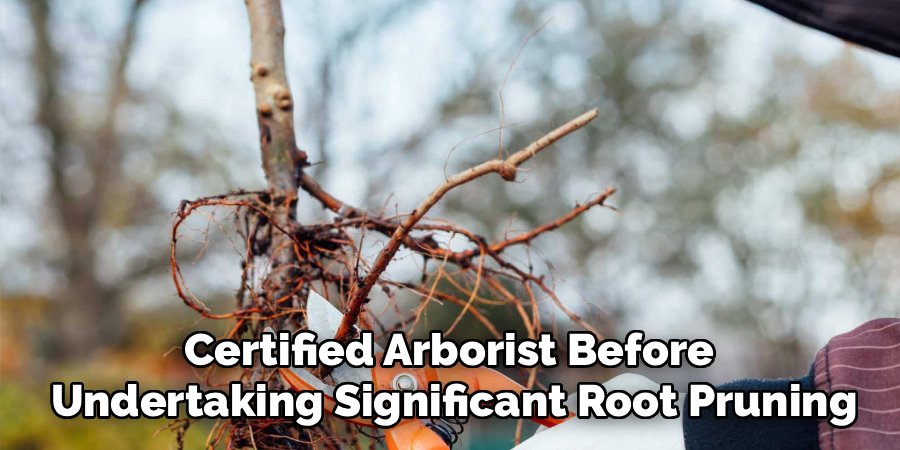 Certified Arborist Before
Undertaking Significant Root Pruning