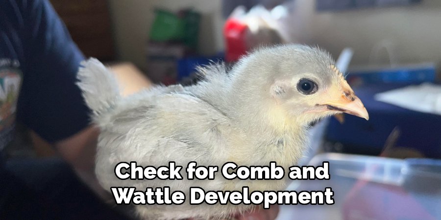 Check for Comb and Wattle Development