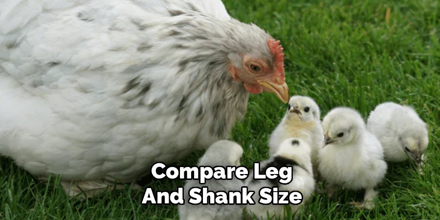 Compare Leg and Shank Size