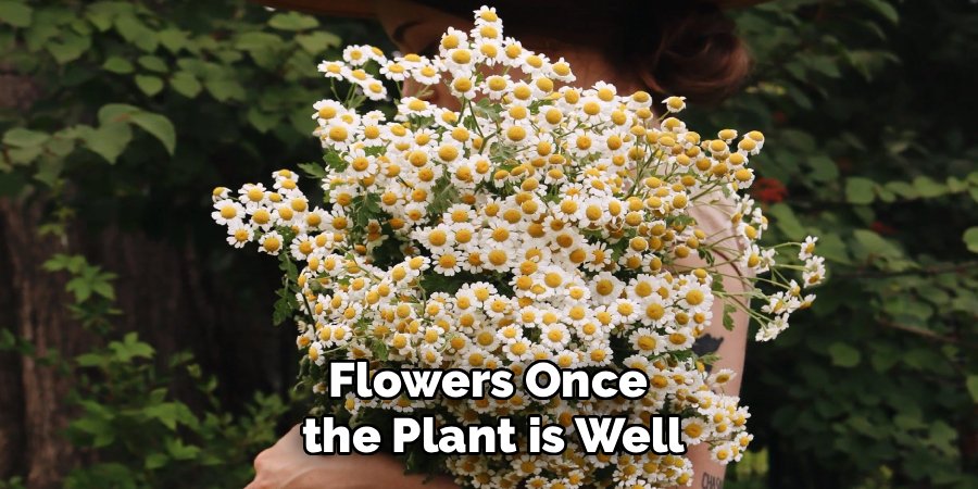 Flowers Once 
the Plant is Well