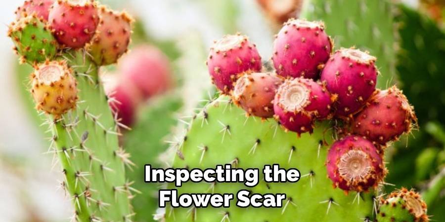 Inspecting the Flower Scar