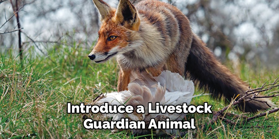 Introduce a Livestock Guardian Animal