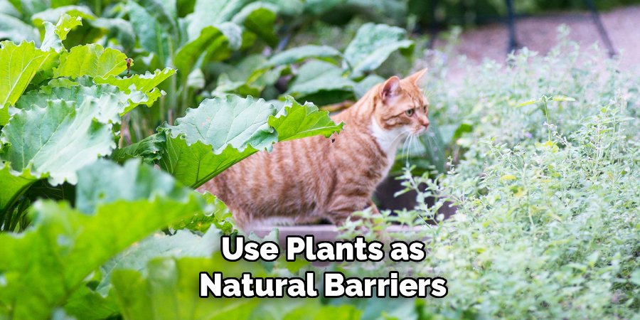Use Plants as Natural Barriers